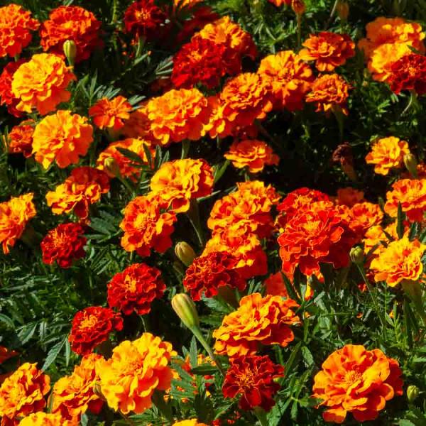 Fleurs - Oeillet d'inde double nain mix - face recto